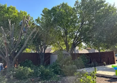 Local Tree Service (2)