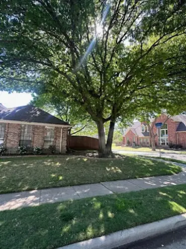 Tree Expert in Dallas, TX Tree Expert in Dallas, TX