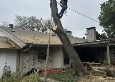 Trusted Tree Service