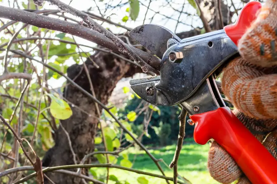 Affordable Tree Pruning Dallas, TX