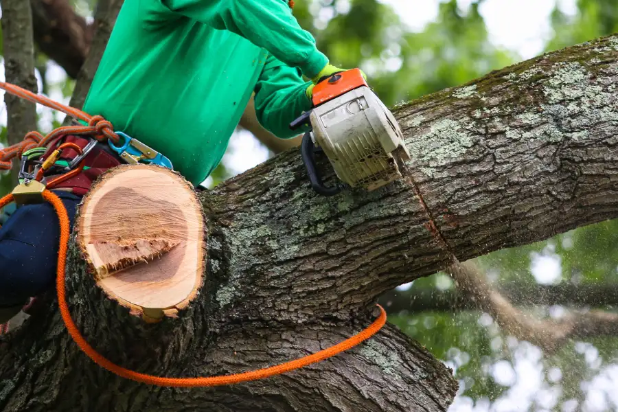 Experienced Tree Trimming Dallas, TX
