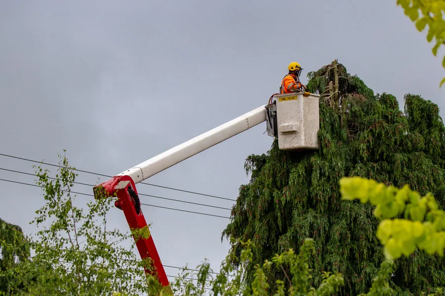 Professional Tree Care Services Dallas, TX Professional Tree Care Services Dallas, TX
