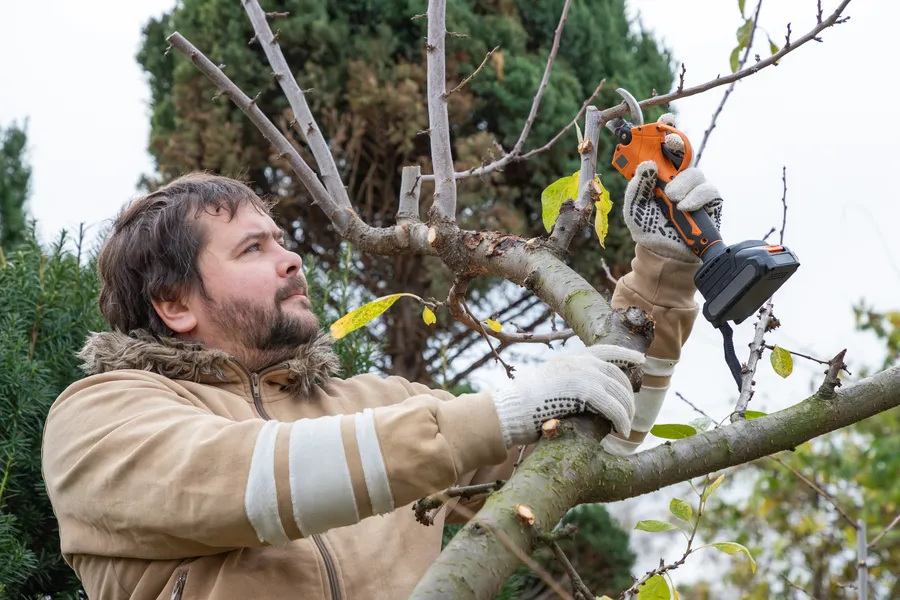 Quality Tree Pruning Dallas, TX