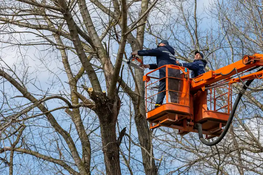 Reliable Tree Removal Dallas, TX Reliable Tree Removal Dallas, TX