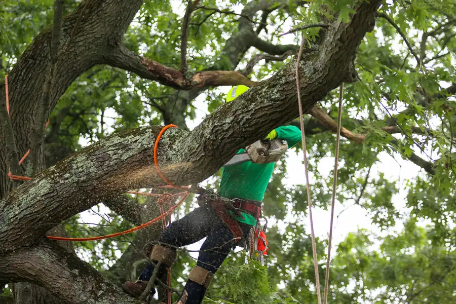 Reputable Tree Care Services Dallas, TX Reputable Tree Care Services Dallas, TX