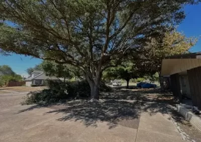 Expert Local Tree Service