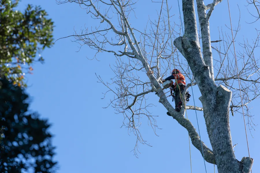 Reliable Tree Service Reliable Tree Service