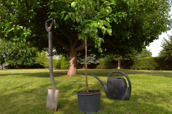 Tree Care Services