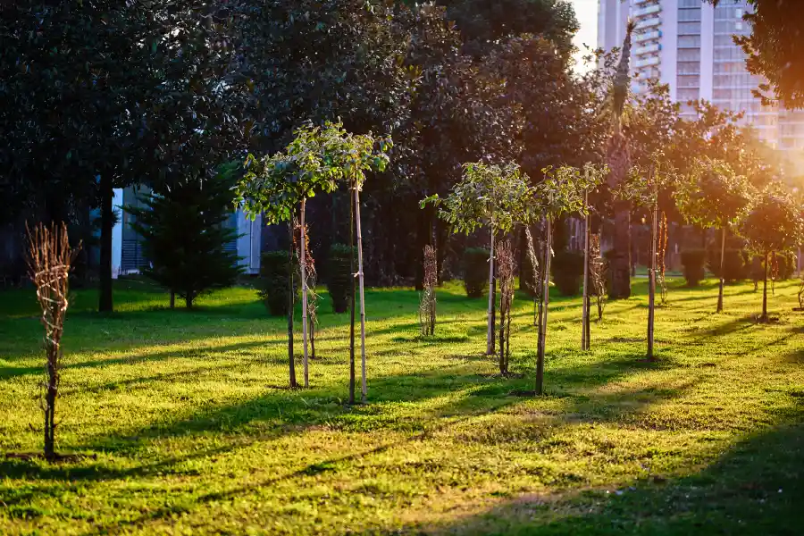 Tree Expert in Dallas, TX