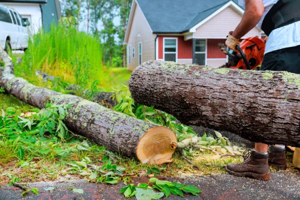 Tree Removal