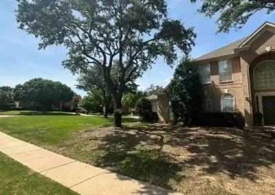 Expert Local Tree Service