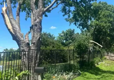 Professional Tree Expert
