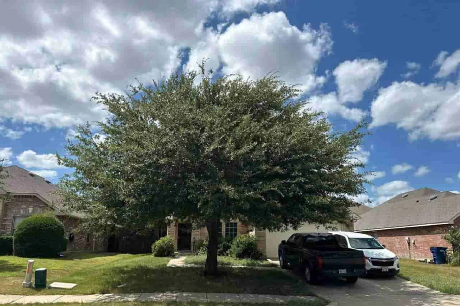 Professional Tree Expert in Dallas, TX