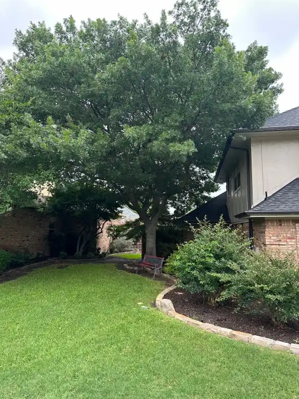 Professional Tree Services