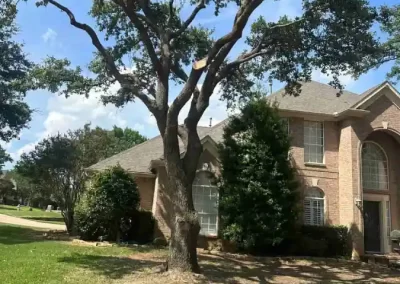 Reliable Tree Specialist