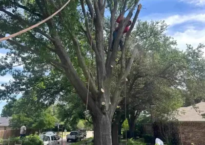 Reliable Tree Specialist