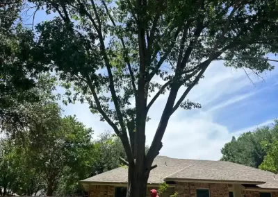 Reliable Tree Specialist