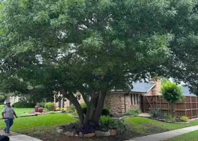 Reliable Tree Specialist