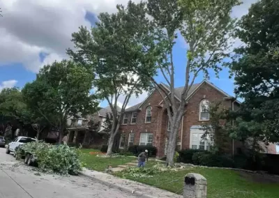 Reliable Tree Specialist