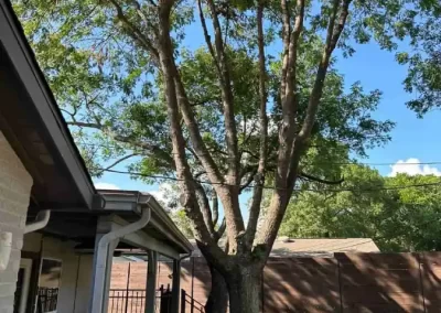 Reliable Tree Specialist
