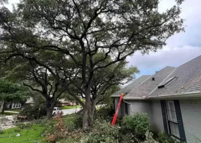 Reliable Tree Specialist