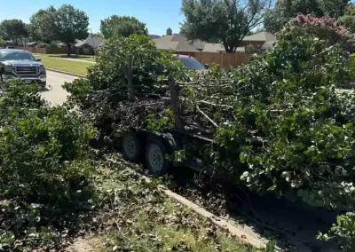 Reliable Tree Specialist