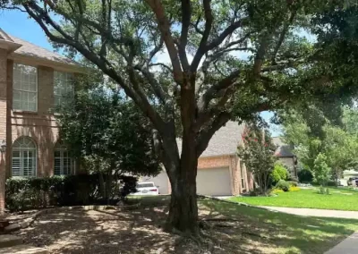 Reliable Tree Specialist