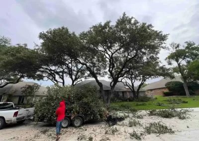 Skilled Tree Maintenance