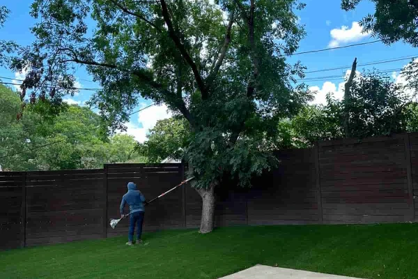 Tree Care Services