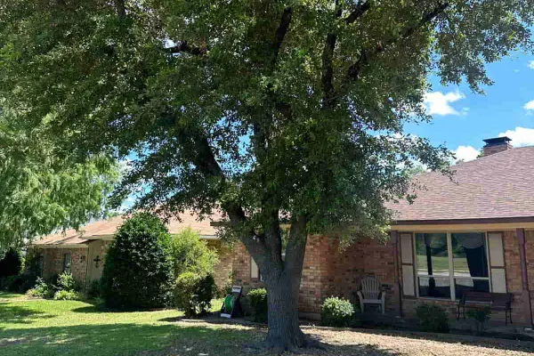 Tree Pruning