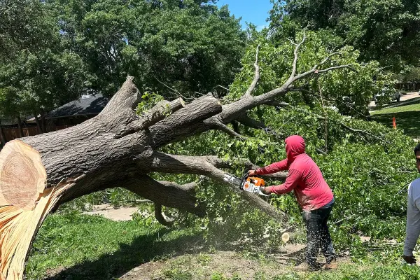 Tree Removal