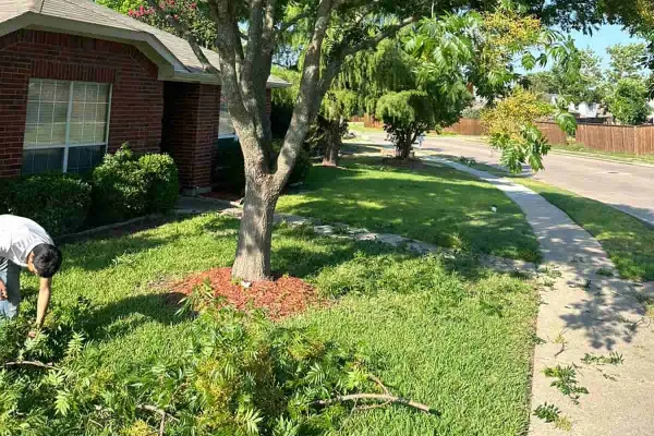 Tree Trimming
